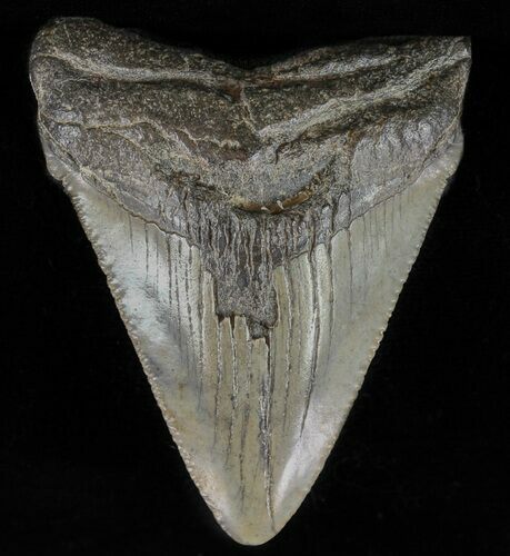 Serrated, Juvenile Megalodon Tooth - Georgia #59217
